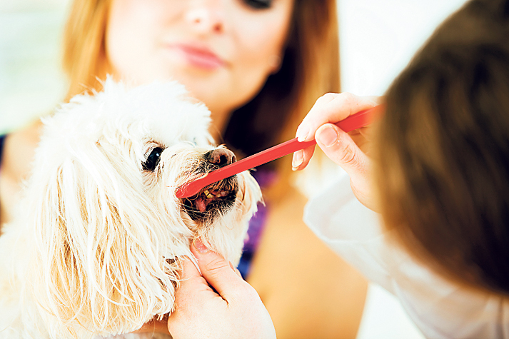 čistenie zubov psa
